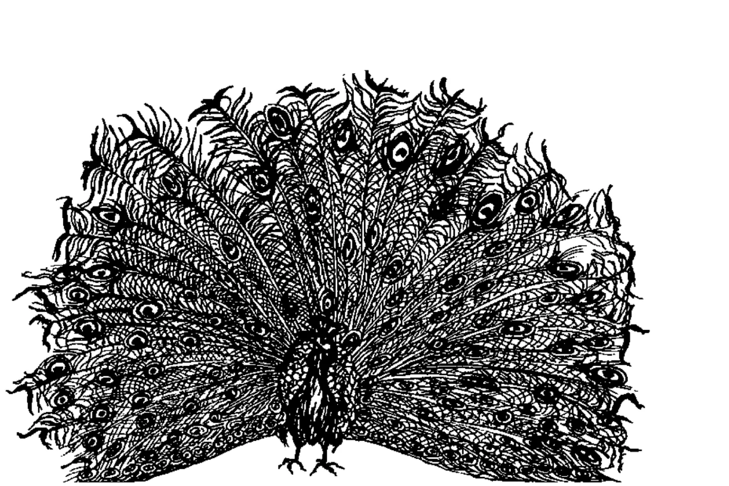Pen-and-ink drawing of a peacock with its tail fanned